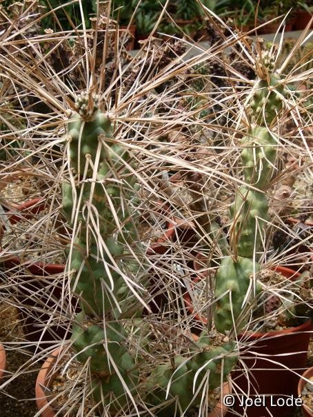 Tephrocactus articulatus paediophilus ©JL coll. P1060656